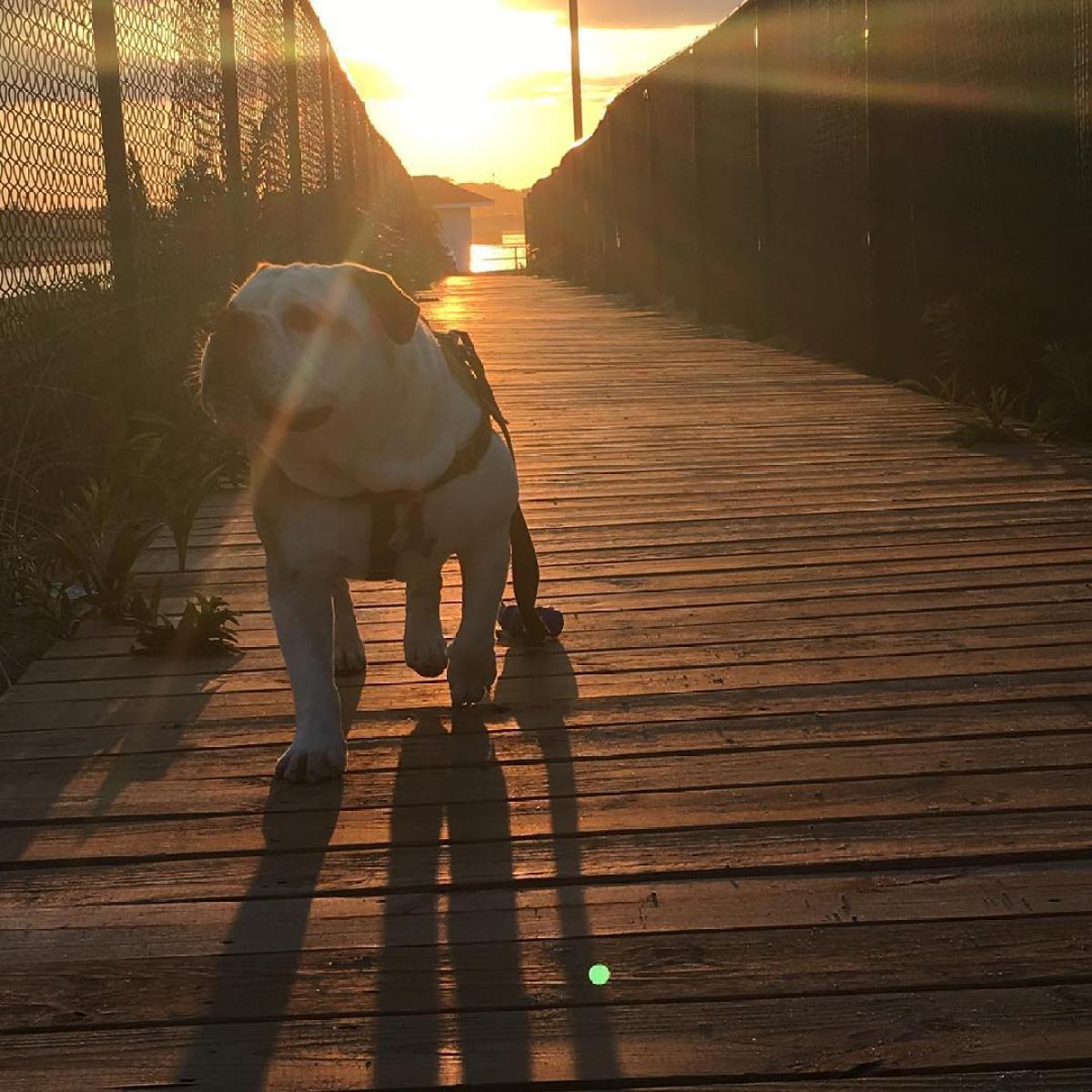 a elephant that is standing in the water