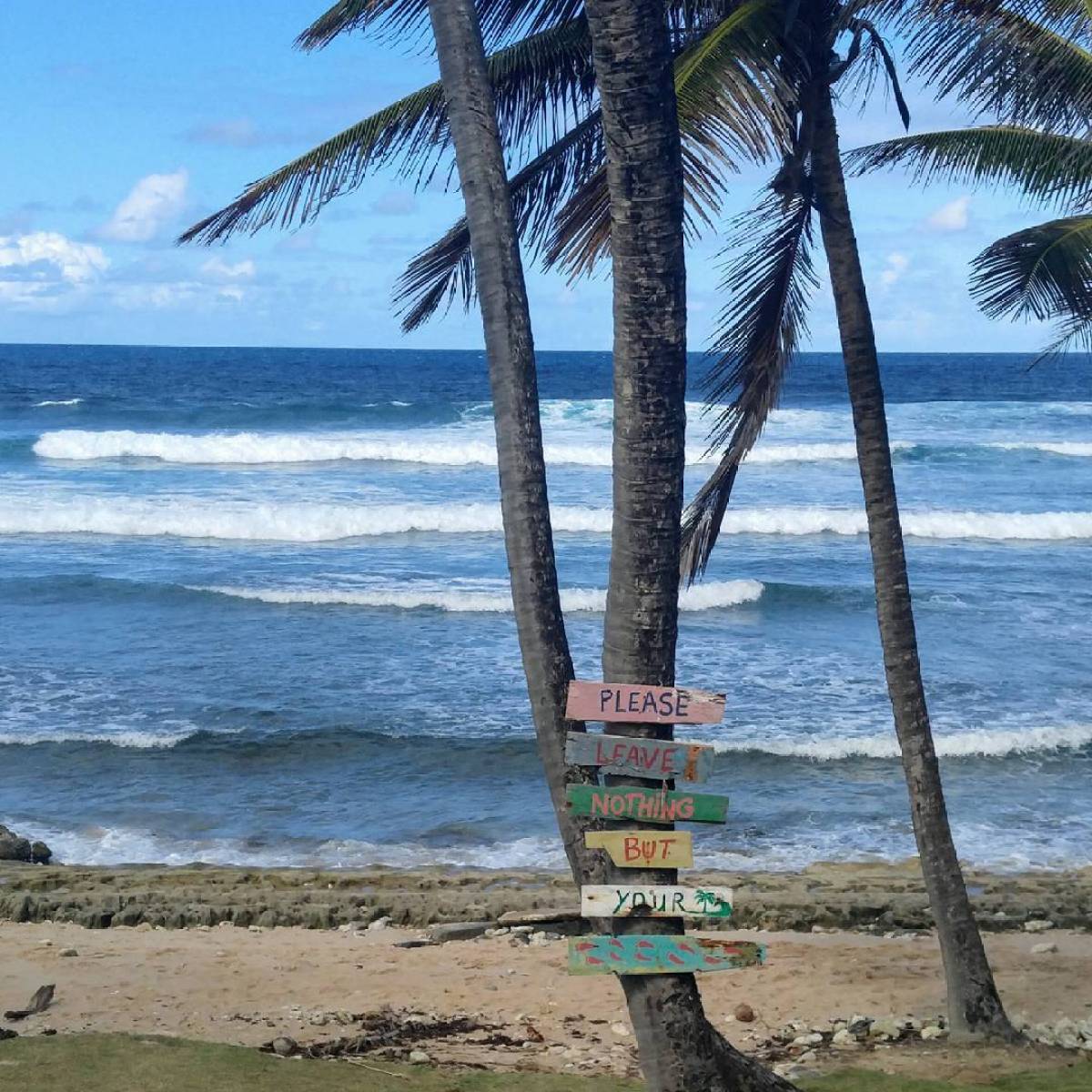 a beach with a palm tree in front of a body of water