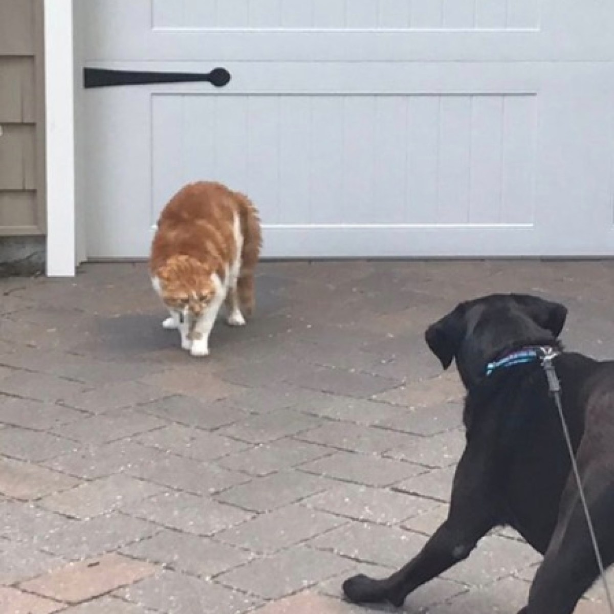 a dog that is standing in front of a building