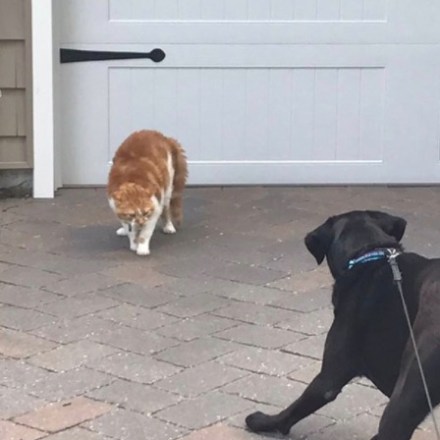 a dog that is standing in front of a building