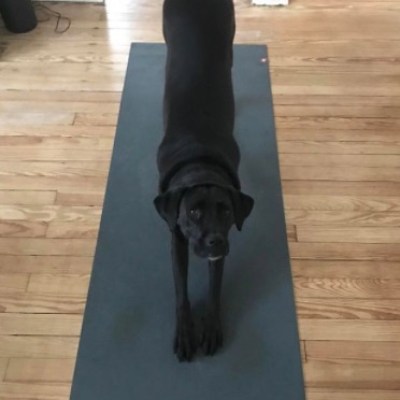 a dog sitting on top of a wooden floor