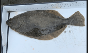 a close up of a fish